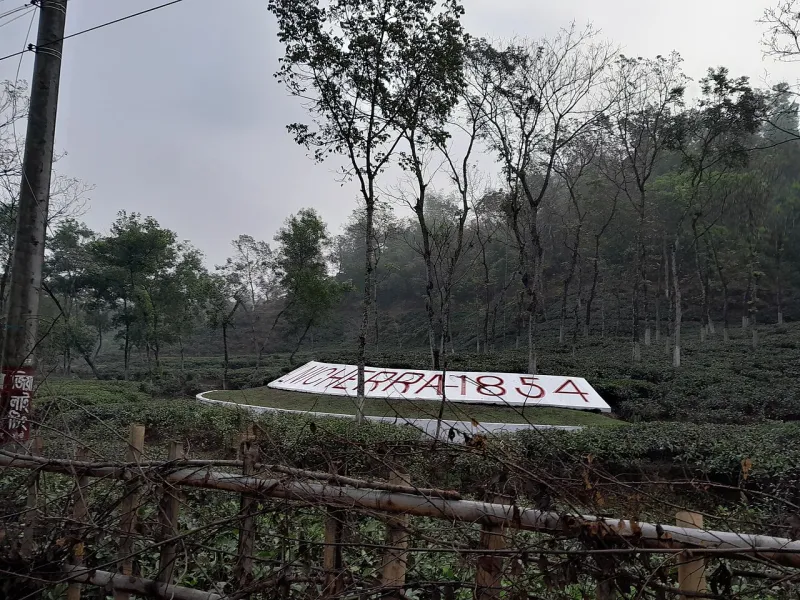 ঢালু টিলায় সারিবদ্ধ চা গাছ, মাঝে মাঝে লম্বা ছায়াগাছ; সামনে সাদা ফলকে লাল অক্ষরে লেখা মালনীছড়া ১৮৫৪